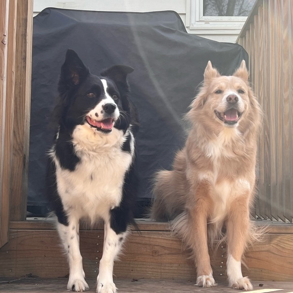 Meet your Posher, River! - Picture 14 of 16